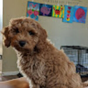 Meet your Posher, Lexie